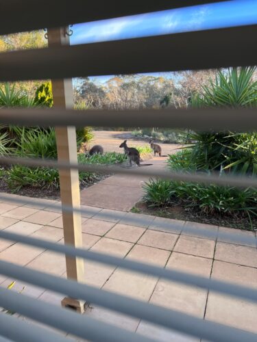 indoor blinds adelaide